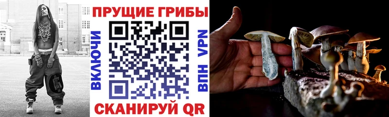 Псилоцибиновые грибы Psilocybe  Анжеро-Судженск 